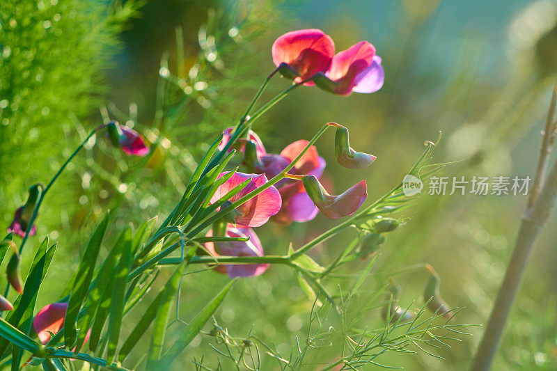 西班牙紫菜- Lathyrus clymenum